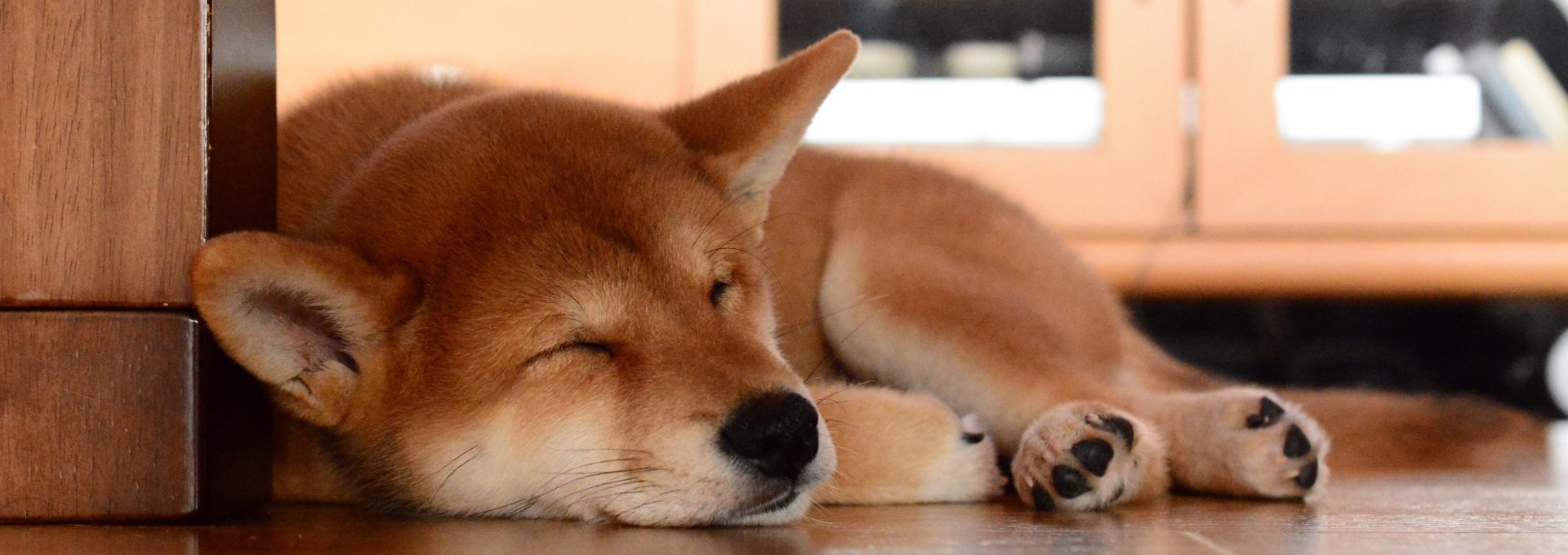 犬
