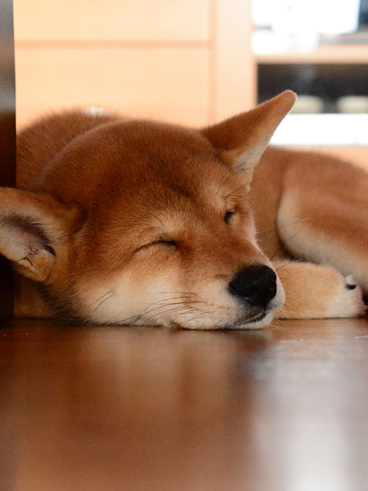 犬